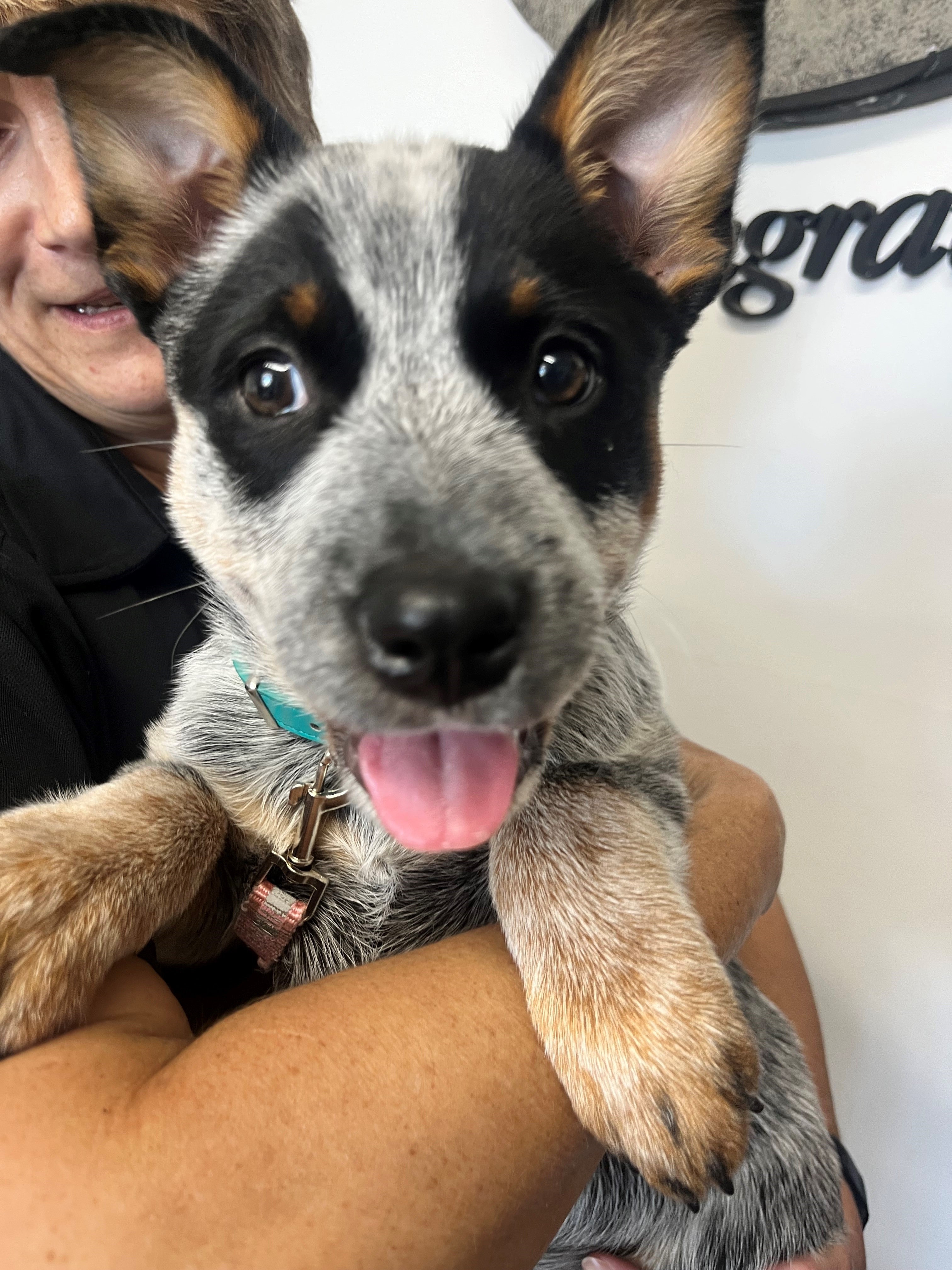 A Heartwarming Tale of Poppy and Pippa