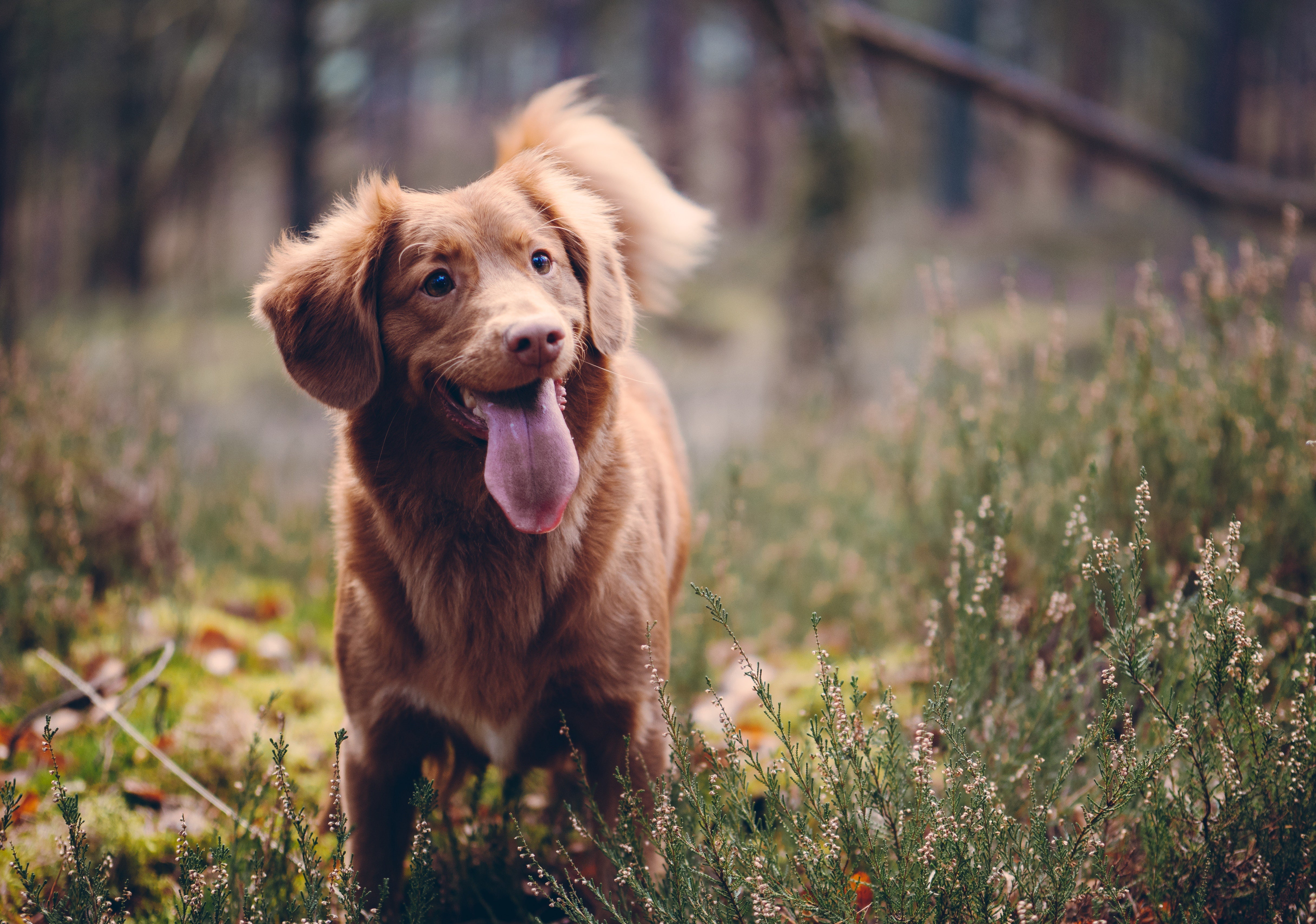 Pet Cremation on the Central Coast: A Compassionate Guide to Honouring Your Beloved Pet