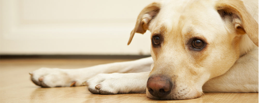 How to keep your pet healthy in times of confinement.