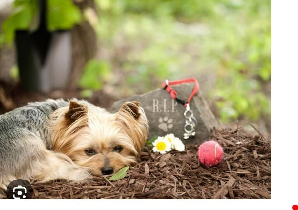 Overcoming Grief: Honouring Our Beloved Pets with Everlasting Memories