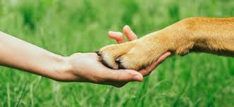 What are the most popular Dog Breeds in Australia?