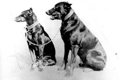 Olga & Fritz, Queensland Police Service Dogs